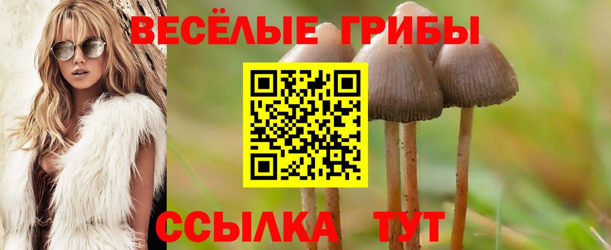 Шелехов  Псилоцибиновые грибы Psilocybe  Вход с VPN 